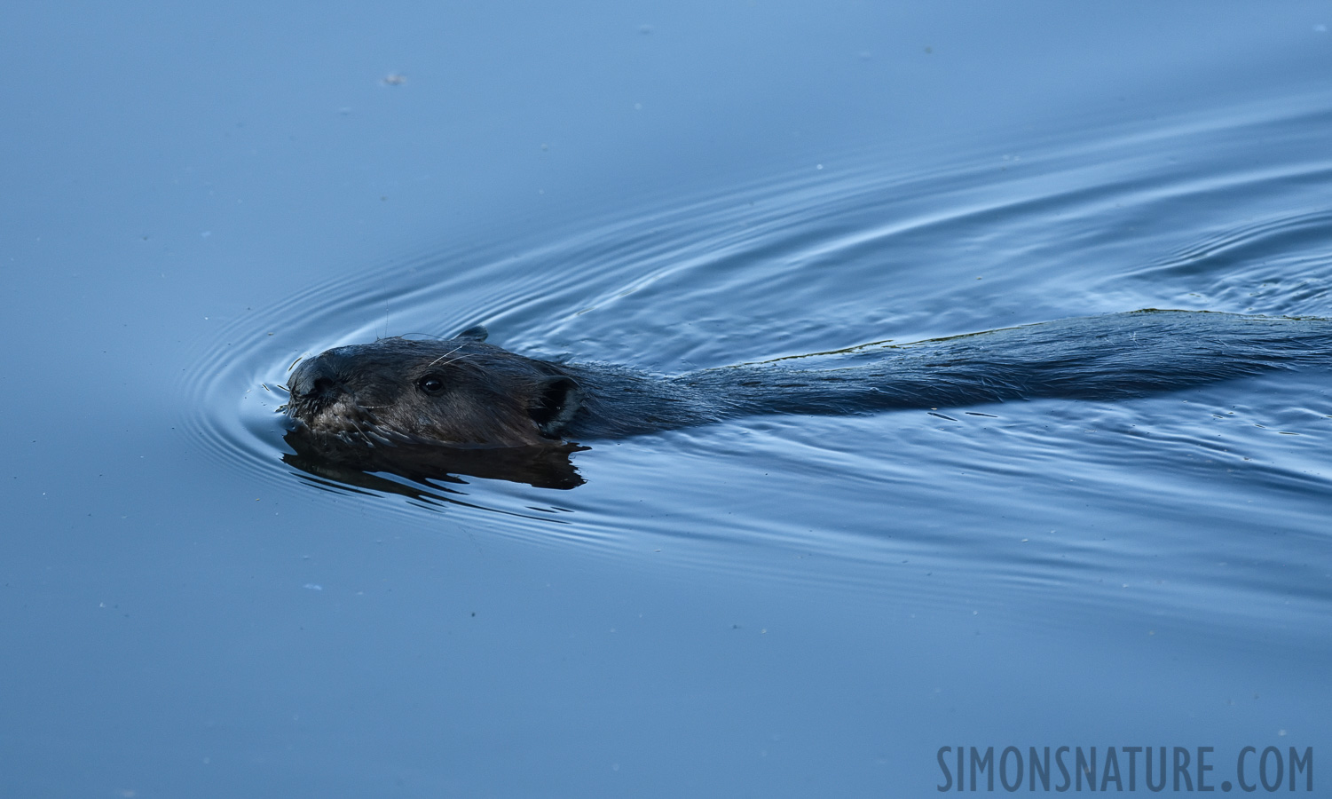 Castor canadensis [380 mm, 1/800 sec at f / 7.1, ISO 1600]